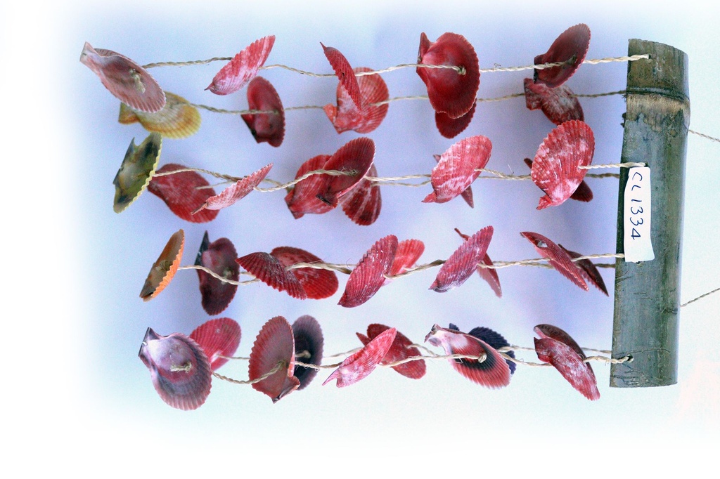 ZVECKALICA SA ŠKOLJKAMA H 32 CM 