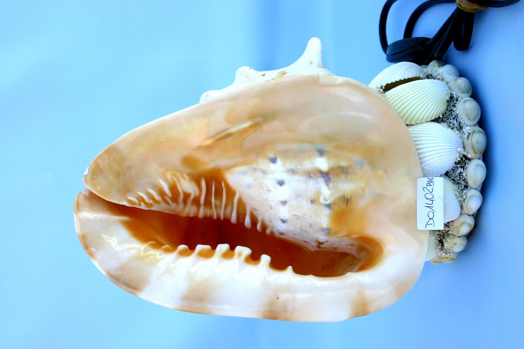 ŠKOLJKA SA SVJETLOM CM 24 