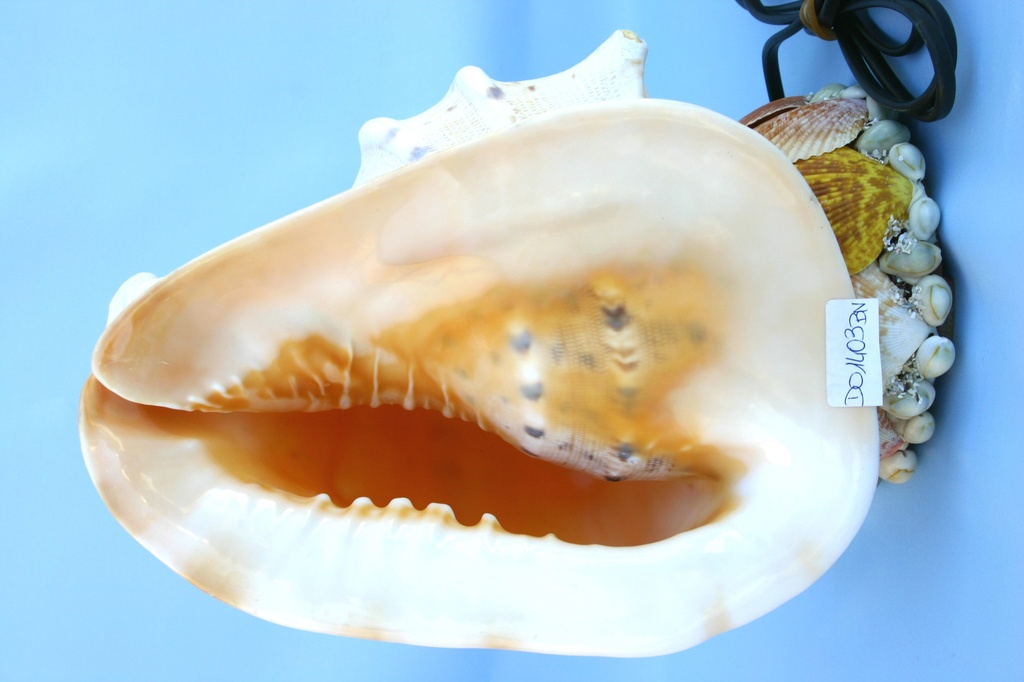 ŠKOLJKA SA SVJETLOM CM 26 