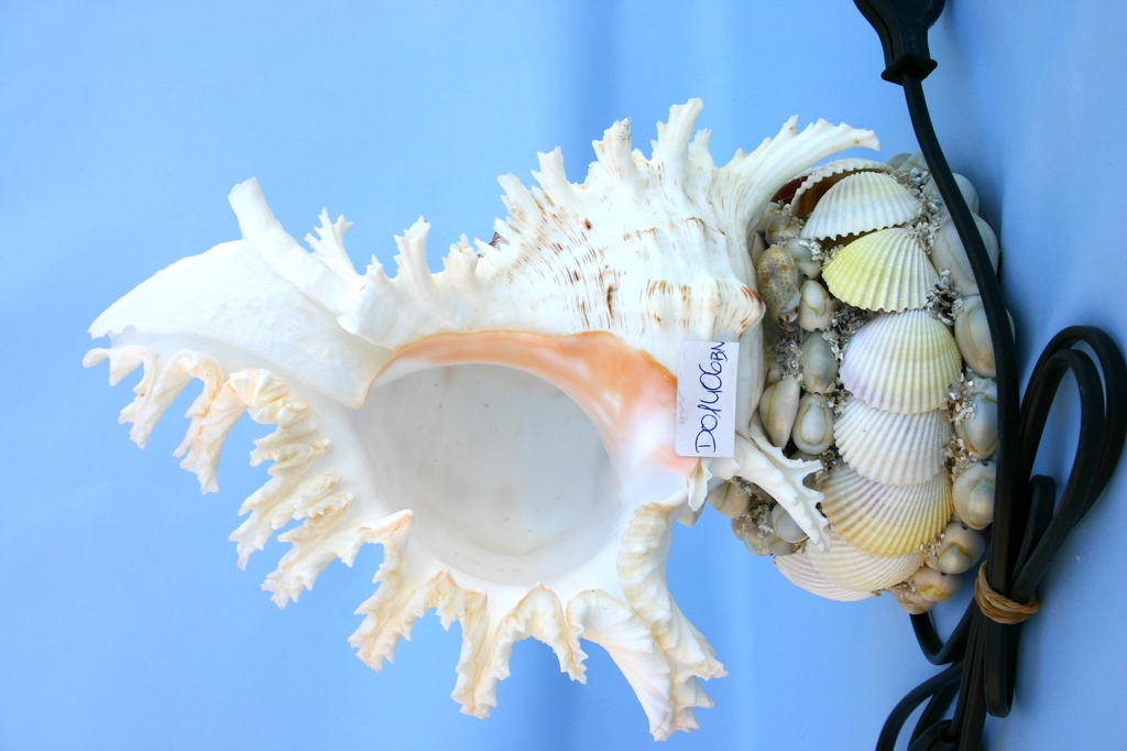 ŠKOLJKA SA SVJETLOM CM 24 