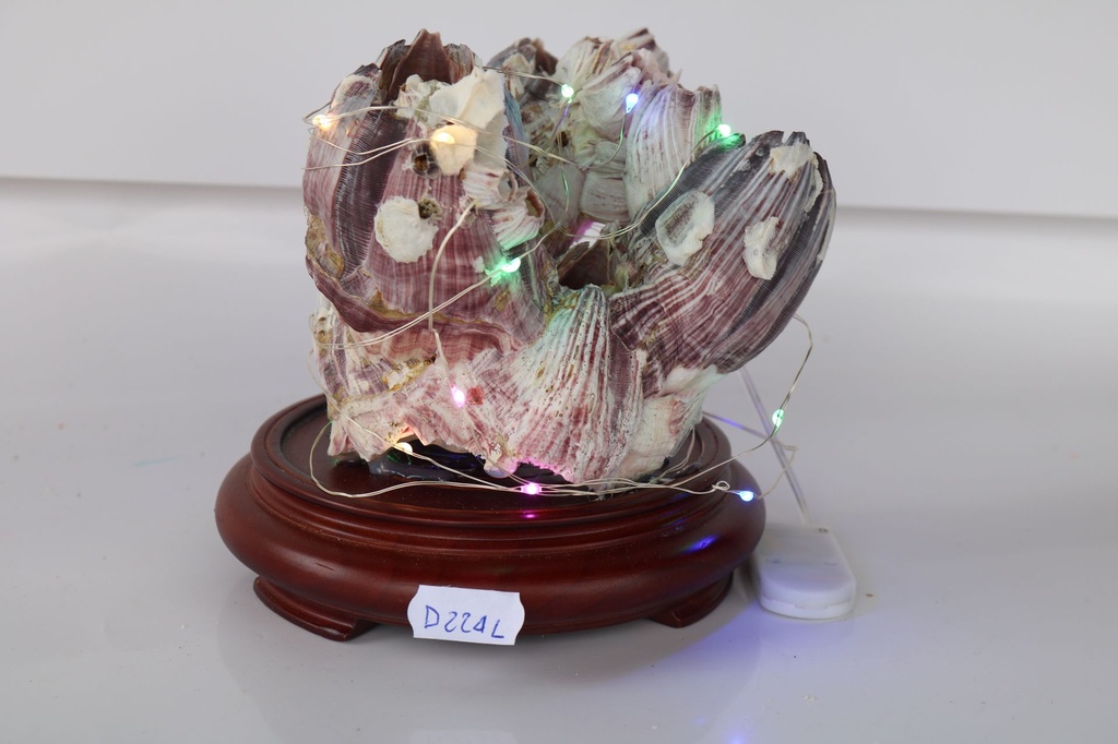 ŠKOLJKA SA SVJETLOM