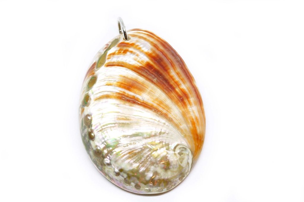 PRIVJESAK ZA OGRLICU ŠKOLJKA