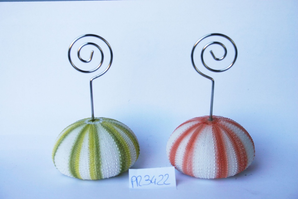 MORSKI JEŽ OD SMOLE