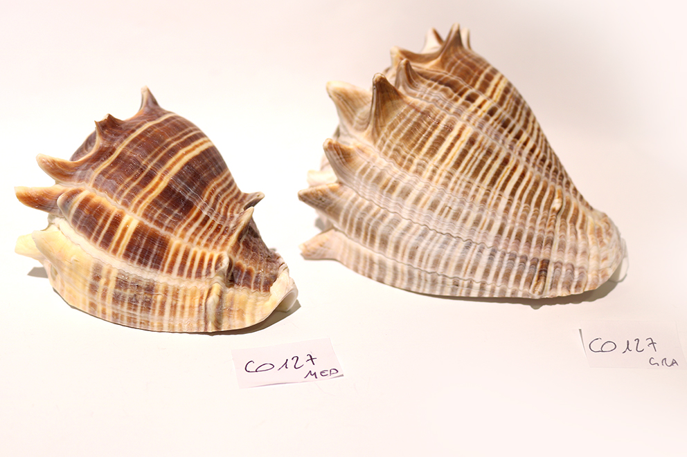 MELONGENA MELONGENA  (copia)