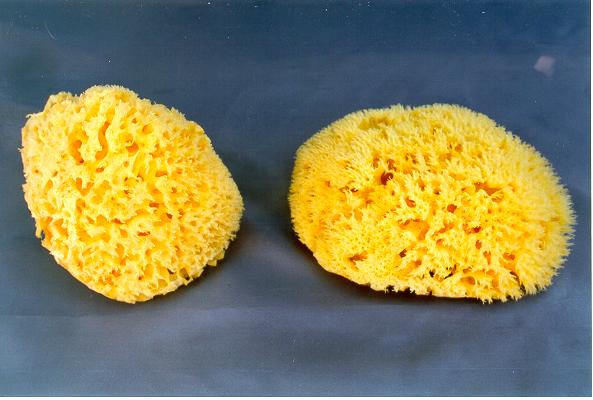 SPUGNE MARINE  (copia)